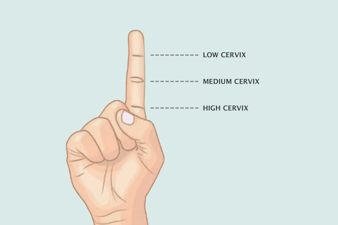 Measuring cervical position using the knuckle rule test