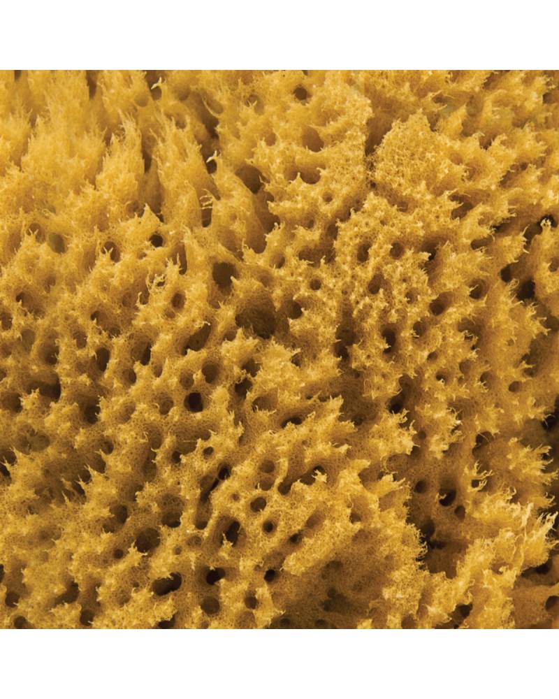 NATURAL INTIMACY Menstrual Sea Sponges - Unbleached Large (2 Pack)