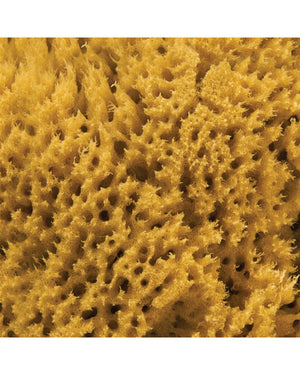 NATURAL INTIMACY Menstrual Sea Sponges - Unbleached Large (2 Pack)