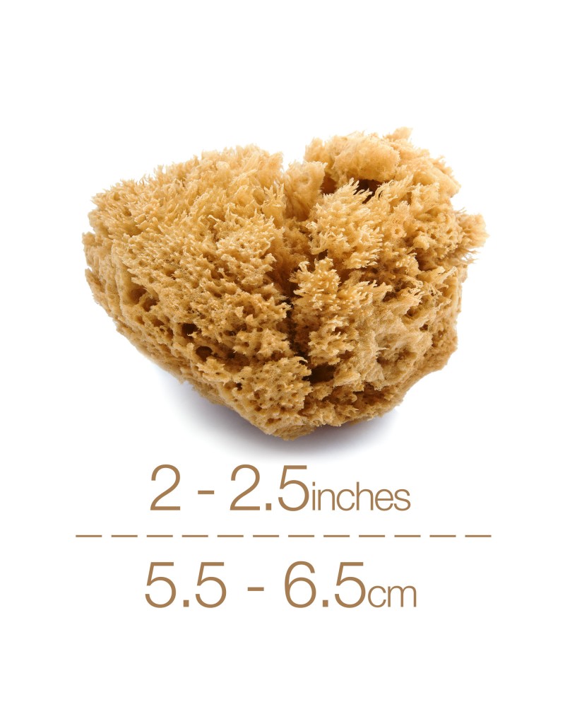 NATURAL INTIMACY Menstrual Sea Sponges - Unbleached Medium (3 Pack)